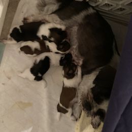 Shih Tzu Puppies from Irish Eyes ShihTzu
