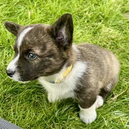 Cardigan Welsh Corgi and Pembroke Welsh Corgi Puppies from Patriot American Corgi
