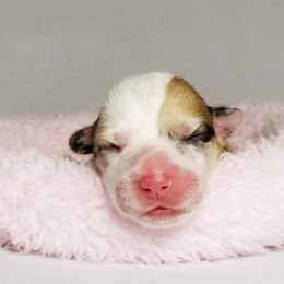 American Corgi and Pembroke Welsh Corgi Puppies from Whimsical Treasure Corgis