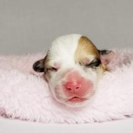 American Corgi and Pembroke Welsh Corgi Puppies from Whimsical Treasure Corgis