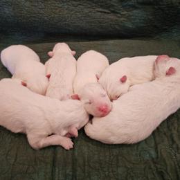 AKC Boy 'Coconut' - White male Samoyed puppy in Tombstone, Arizona from High Lonesome