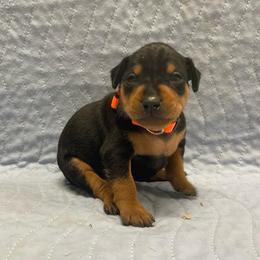 Pax - Black and rust male Miniature Pinscher puppy in Lancaster, Missouri from White Stone Ranch