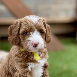 Australian Labradoodle Puppies from Cascade Canyon Labradoodles