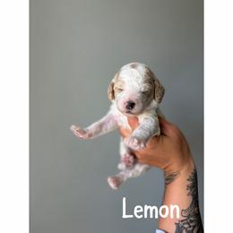 Lemon - Parti female Goldendoodle puppy in Smithfield, Kentucky from KBK9 Kennels