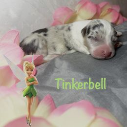 Tinkerbell - White merle female American Corgi puppy in Valley, Washington from Corgis of the Mountain Valley