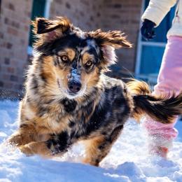 Paris - Red merle female Miniature Australian Shepherd puppy in Guthrie, Oklahoma from Raised Right Pups