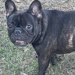 Bulldogs and French Bulldogs from Love That Bulldog Hicks Family Division