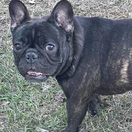 Bulldogs and French Bulldogs from Love That Bulldog Hicks Family Division