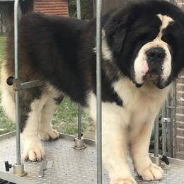 Amber - Saint Bernard