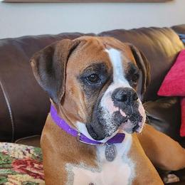 Molly - Boxer