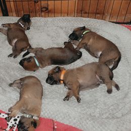 Belgian Malinois Puppies from Pyrex Kennels