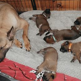 Belgian Malinois Puppies from Pyrex Kennels