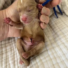 Blue collar - Red male Havapoo puppy in Powder Springs, Georgia from West Cobb Dogs