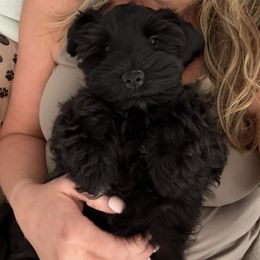 Duke - Miniature Schnauzer