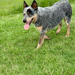 Weezy - Australian Cattle Dog