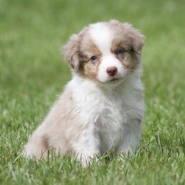 Coconut - Red merle male Australian Shepherd puppy in Springville, Alabama from Cross Creek Aussies