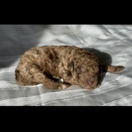 Boy 3 - Merle male Goldendoodle puppy in Sterling, Connecticut from Justine’s Retrievers and Doodles