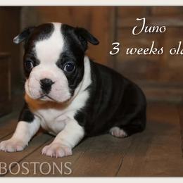 Girl 1 - Black and white female Boston Terrier puppy in North Central, Vermont from Windy Valley’s Bostons