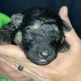 German Shepherd Puppies from Saylor Shepherds