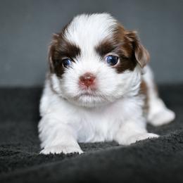 Brio - Liver and white male Shih Tzu puppy in Montrose, Colorado from Nana's Happy Pups
