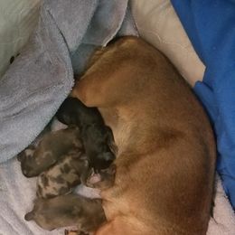 Dachshund Puppies from Hill Country Dachshunds