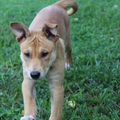 Carolina Dog Puppies from Williams Sweet Carolina