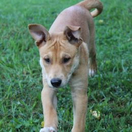Carolina Dog Puppies from Williams Sweet Carolina