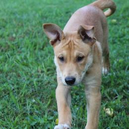 Carolina Dog Puppies from Williams Sweet Carolina