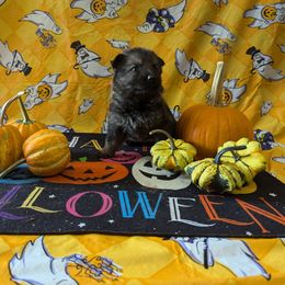 Lavender female - Sable female German Shepherd puppy in Springfield, Ohio from Freeze Farms