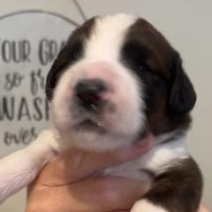 Mr George - Brown and white Saint Berdoodle puppy in Placerville, California from Country Manor Saint Berdoodles