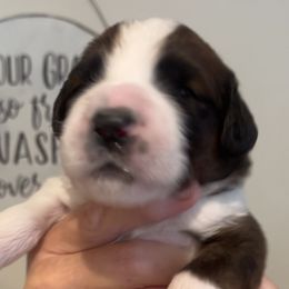 Mr George - Brown and white Saint Berdoodle puppy in Placerville, California from Country Manor Saint Berdoodles
