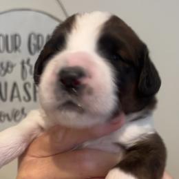 Mr George - Brown and white Saint Berdoodle puppy in Placerville, California from Country Manor Saint Berdoodles