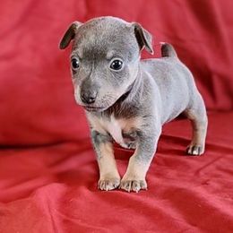 Ophelia - Blue and white female Teddy Roosevelt Terrier puppy in Claremore, Oklahoma from Travelin' Man Terriers