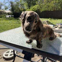 Mozzie - Brindle male Dachshund puppy in Denham Springs, Louisiana from Rockin’ with Dachshunds