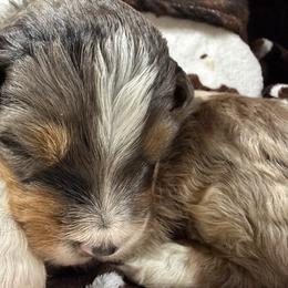Frappe-Guardian opportunity - Blue merle female Bernedoodle puppy in Pittsburg, Illinois from Doodles on Rock Creek