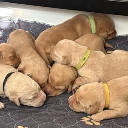 Pink - Yellow female Labrador Retriever puppy in Weatherford, Texas from CapeWest R&T