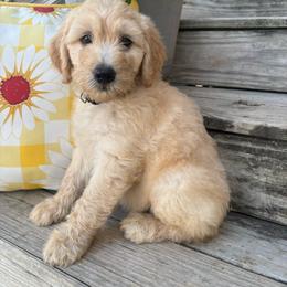 Brown - Apricot male Goldendoodle puppy in Seguin, Texas from Dude Ranch Doodles