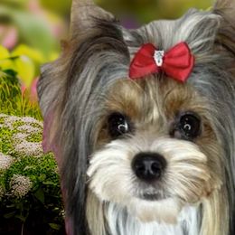 Biewer Terriers from Biewer Puppies USA