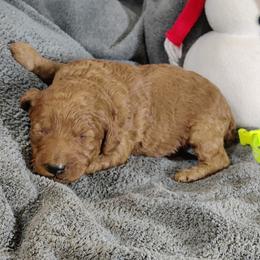 Axel (green collar)-OFA and CHIC sire - Red  male Poodle puppy in Westfield, North Carolina from Legacy Pets
