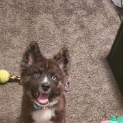Sporty Mix Puppies from Eternal Symmetry