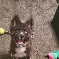 Sporty Mix Puppies from Eternal Symmetry