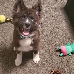 Sporty Mix Puppies from Eternal Symmetry