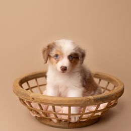 Australian Shepherd Puppies from Morton’s Farm