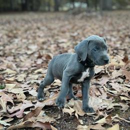 Mountain Cur Puppies from Lost Forty Kennels