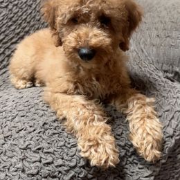 Goldendoodle Puppies from KSchott Kennels