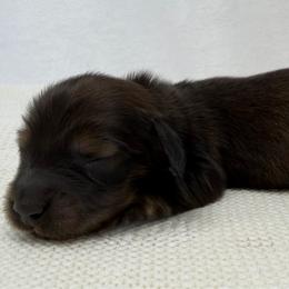Lennon - Red male Dachshund puppy in Pulaski, Tennessee from Billboard Doxies
