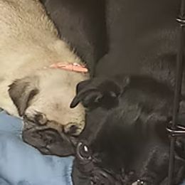 Pug Puppies from Ausband Farm Pugs