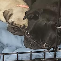 Pug Puppies from Ausband Farm Pugs