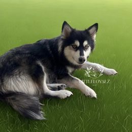 Meadow - Tri-color female Pomsky puppy in Riverside, California from LittleLoyalzLLC