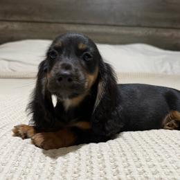 Black and tan - Black and tan male Dachshund puppy in Defuniak Springs, Florida from Anastasia Knight's Cocker Spaniels